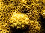 Aquarium polyp Zoanthid Encrusting Bán (Mata Farraige Mhuir Chairib) (Palythoa caribaeorum) Photo; buí