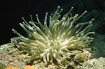 Aquarium bundúin leice Anemone Atlantach (Condylactis gigantea) Photo; bándearg