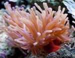 Aquarium bundúin leice Anemone Atlantach (Condylactis gigantea) Photo; chonaic