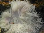 Aquarium bundúin leice Anemone Farraige Feirbthe (Anemone Ordinari) (Heteractis crispa) Photo; bándearg