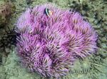 Aquarium  Perles Anémone De Mer (Anémone Ordinari) (Heteractis crispa) Photo; tacheté