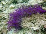 Akvaarium  Helmestus Mereanemooni (Ordinari Anemone) (Heteractis crispa) Foto; purpurne