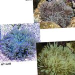 Perline Anemone Di Mare (Anemone Ordinari) foto e caratteristiche