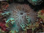 Акваријум анемонес Beaded Sea (Aurora) Anemone (Heteractis aurora) фотографија; стрипед