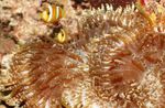 Beaded Sea (Aurora) Anemone фотографија и карактеристике