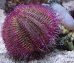 Акваријум дерани Bicoloured Sea Urchin (Red Sea Urchin) (Salmacis bicolor) фотографија; љубичаста