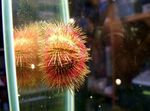 Акваријум дерани Bicoloured Sea Urchin (Red Sea Urchin) (Salmacis bicolor) фотографија; црвен