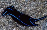 Blue Velvet Nudibranch