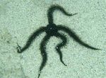 Brittle Sea Star