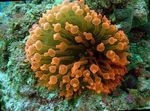 Bubble Tip Anemone (Corn Anemone) Photo and characteristics