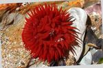 Aquarium anemonen Bulb Anemoon (Actinia equina) foto; rood