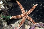 Burgundy Sea Star