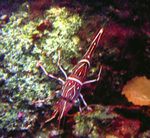 Aquarium  Camelback (Camel, Candy, Dancing, Hingebeak, Durban Hinge-Beak) Shrimp (Rhynchocinetes durbanensis) Photo; red