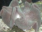 Акваријум анемонес Carpet Anemone (Stichodactyla haddoni) фотографија; стрипед