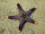 Choc Chip (Κουμπί) Sea Star