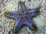 Akvárium hviezdy mora Choc Chip (Gombík) Sea Star (Pentaceraster sp.) fotografie; priehľadný