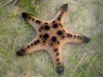 Σοκολάτα Τσιπ Sea Star (Κέρατα Sea Star) φωτογραφία και χαρακτηριστικά