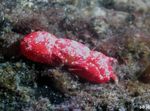 Aquário  Caranguejo Coral (Trapezia sp.) foto; vermelho