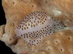 Akvarij školjke Cowrie (Cypraea sp.) fotografija; rjava