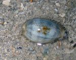 Aquário amêijoas Cowrie (Cypraea sp.) foto; listrado