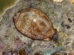 Akvárium škeble Cowrie (Cypraea sp.) fotografie; světle modrá