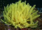 Crinoid, Feather Star