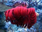 Crinoid, Estrella De Pluma Foto y características