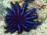 Акваријум морска звезда Crown Of Thorns (Acanthaster planci) фотографија; плава