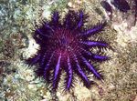 Акваріум морські зірки Зірка Терновий Вінець (Acanthaster planci) Фото; фіолетовий