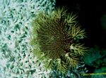 Akvárium hvězdy moře Trnová Koruna (Acanthaster planci) fotografie; šedá