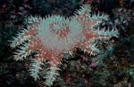 Aquarium zeesterren Kroon Van Doornen (Acanthaster planci) foto; gevlekt