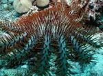 Акваріум морські зірки Зірка Терновий Вінець (Acanthaster planci) Фото; коричневий