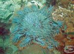 Aquarium zeesterren Kroon Van Doornen (Acanthaster planci) foto; doorzichtig