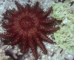 Aquarium zeesterren Kroon Van Doornen (Acanthaster planci) foto; rood