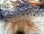 Aquarium  Curly-Cue Anemone (Bartholomea annulata) Foto; hellblau