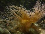 Aquarium  Curly-Cue Anemone (Bartholomea annulata) Foto; gelb