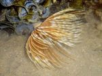 ბუმბულის Duster ჭია (Indian Tubeworm)