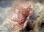 Akvarium vifte ormer Feather Duster Worm (Indian Tubeworm) (Sabellastarte indica) Bilde; lyse blå