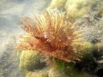 Fjerkost Orm (Indian Tubeworm) Foto og egenskaber