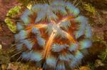 Fire Urchin Photo and characteristics