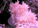 Aquarium anemonen Vlakke Kleur Anemoon (Heteractis malu) foto; gevlekt