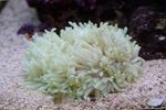 Acquario  Piatta Anemone Colore (Heteractis malu) foto; rosa