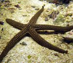 Aquarium  Galatheas Sea Star (Nardoa sp.) Foto; hellblau