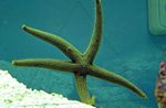 Aquarium  Galatheas Sea Star (Nardoa sp.) Foto; grau