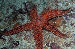 Aquarium  Galatheas Sea Star (Nardoa sp.) Photo; red