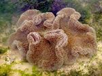 Giant Carpet Anemone фотографија и карактеристике