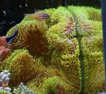 Giant Carpet Anemone Photo and characteristics