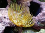 Riesen Fanworm Foto und Merkmale