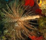 Aquarium worms lucht leanúna Fanworm Ollmhór (Sabellastarte magnifica) Photo; gorm éadrom