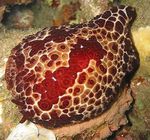 Nudibranch Жәшіктер